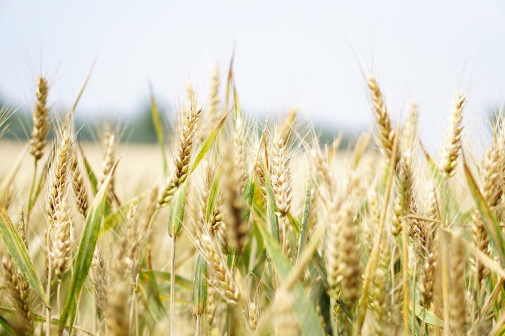 agriculture lawyer