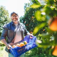 Citrus Crop Insurance Claims